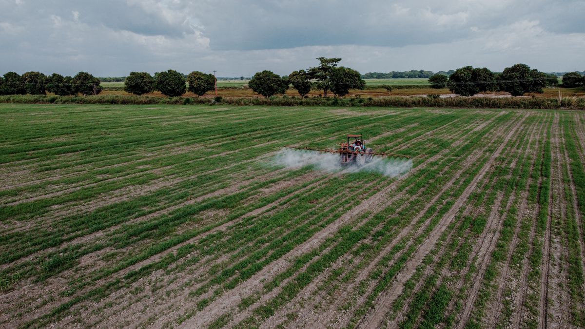 Pesticides et cancer du sein : pourquoi les chercheurs parlent de signaux qui s'accumulent