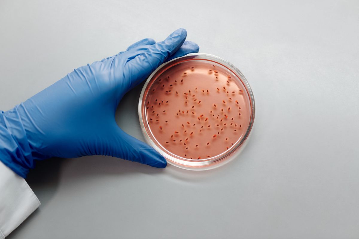 Désinfectants et antibiotiques : l'Anses met en évidence des mécanismes de résistance communs